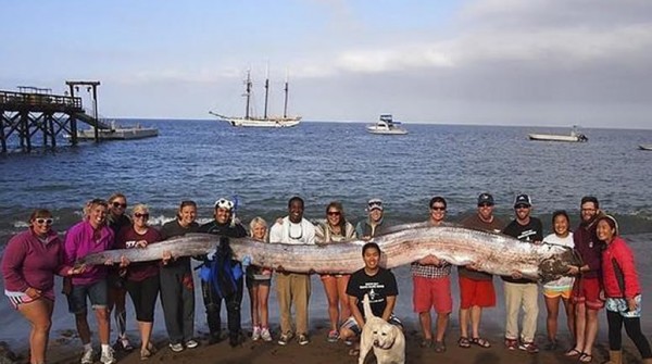 Un monstruo marino de ms de 5 metros aparece muerto en aguas de California