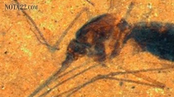 Encuentran un mosquito fosilizado con sangre de hace 46 millones de años