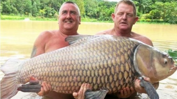 Pescaron una carpa que pesa ms de 60 kilos