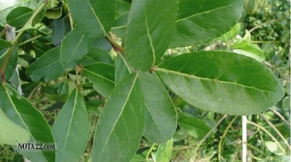 Coca Cola comprar�a yerba mate misionera para producir gaseosas y bebidas saborizadas en Brasil