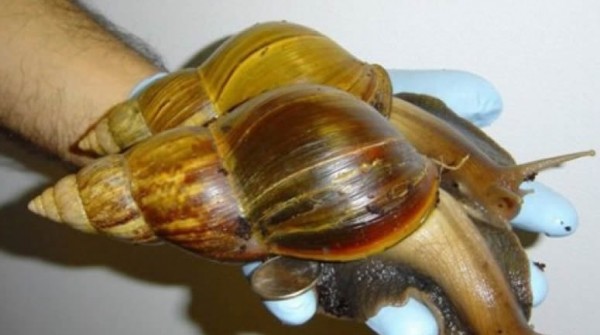 Alarma en Corrientes por un caracol gigante t�xico