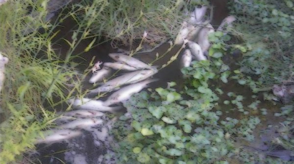 La mortandad de peces agrava la crisis del agua en Tostado