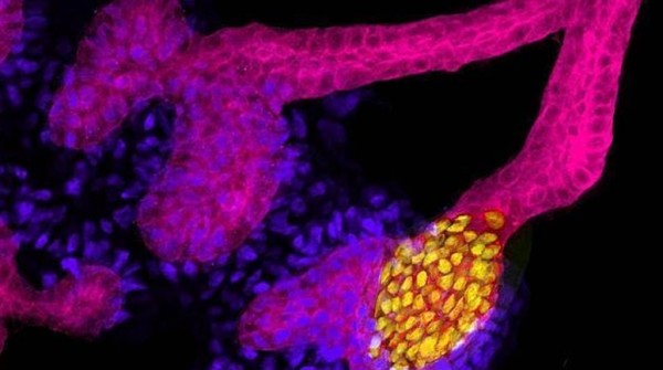 Cient�ficos Espa�oles generan minirri�ones a partir de c�lulas de la piel.