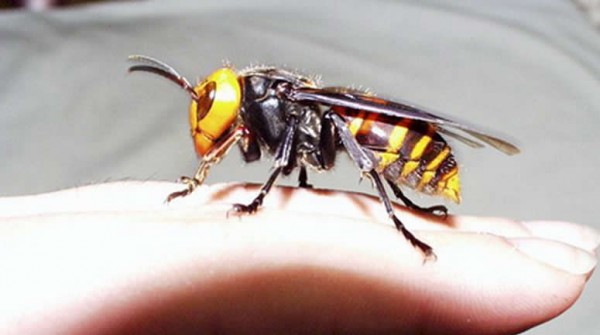 Miedo por la aparici�n de enjambres de avispas en el Conurbano