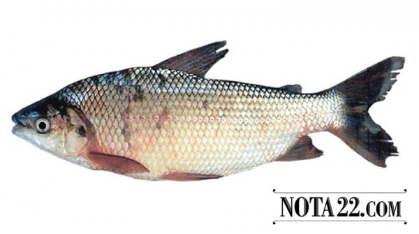 Pescadores acampan en el Ministerio de Desarrollo Social