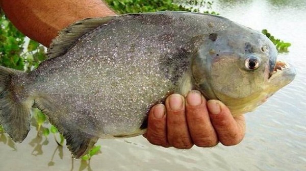 Otra vez atacaron las palometas: 23 herido