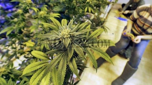 Estados Unidos abre sus primeros 