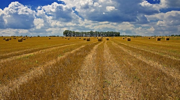 Un total de 5.832 hect�reas fueron da�adas en San Rafael