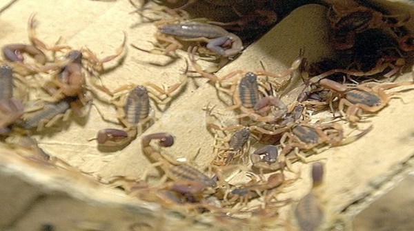 Por el calor se duplicaron las picaduras de alacranes