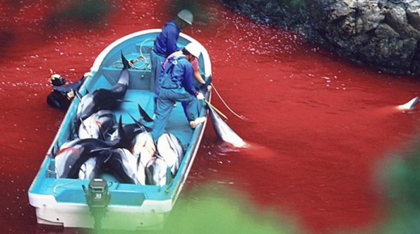 Jap�n volvi� a autorizar la matanza de delfines