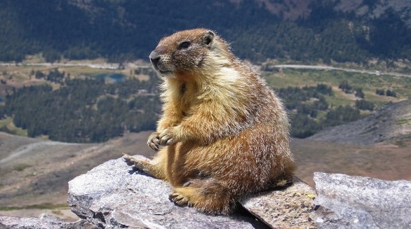 El �D�a de la marmota�