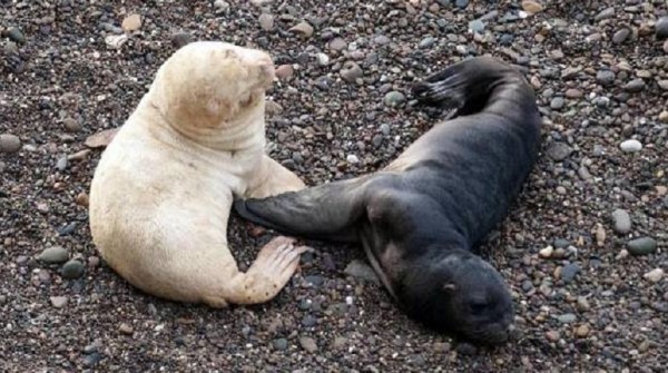 Una foca se convirti en la reina de la web gracias a sus lecciones de surf