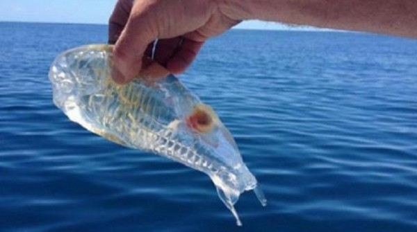 Hallan un pez transparente