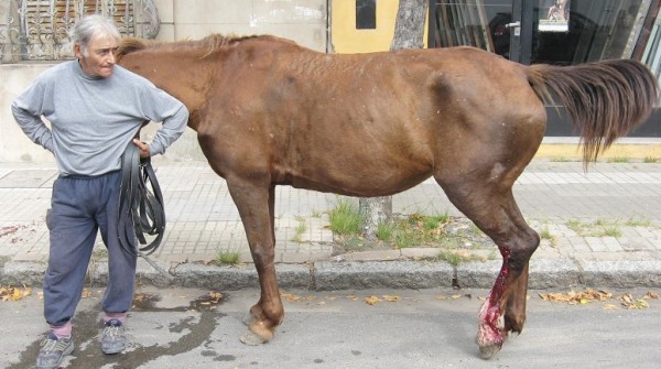 SOS Caballos trasladar� animales recuperados por temor a los robos