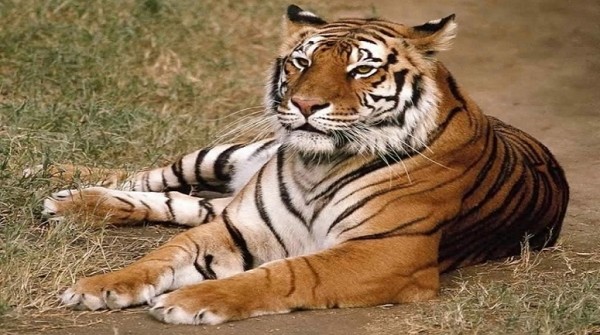 Un hombre deprimido intentó ser devorado por dos tigres