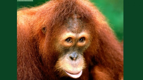 Denuncian tráfico de orangutanes para la prostitución