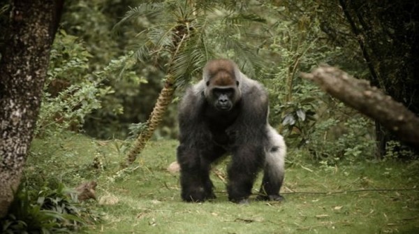 7 Cosas que no sabas sobre los gorilas
