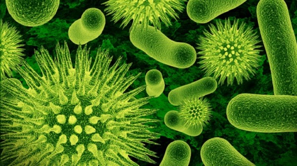 Las bacterias intestinales pueden ser la clave para prevenir la enfermedad de Parkinson