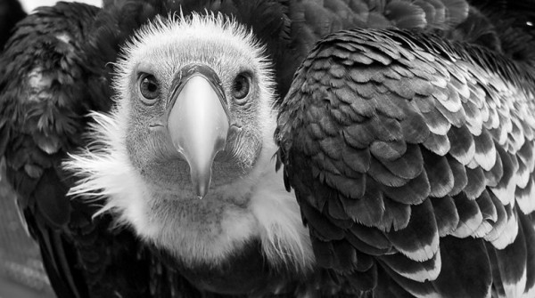 El Parlamento belga aprob� en comisi�n la ley que limita el poder de los fondos buitre