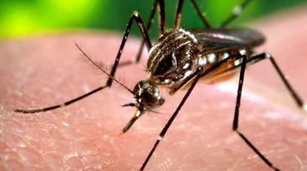 Se confirmaron dos casos de Chikungunya en la ciudad de Santa Fe