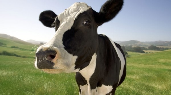 Afirman que las vacas eructan m�s gases que toda la industria