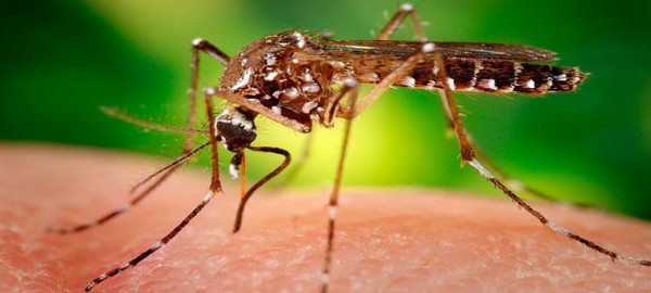 Adis picaduras? Nace el repelente capaz de impedir el ataque del 99 % de los mosquitos