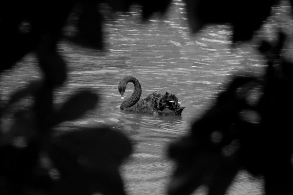 El coronavirus 2019-nCoV podr�a convertirse en el cisne negro m�s grave de la econom�a mundial