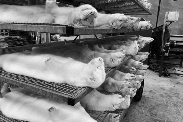 Coronavirus: los expertos de la OMS estudian el riesgo de que las granjas de pieles de visón en todo el mundo transmitan el virus a los humanos después de la mutación en Dinamarca