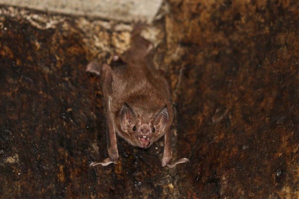 Hallaron murci�lagos en Tailandia con un nuevo coronavirus