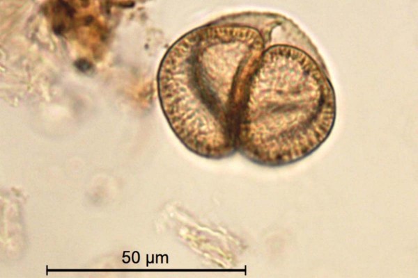 El polen de los rboles transporta las partculas de SARS-CoV-2 ms lejos
