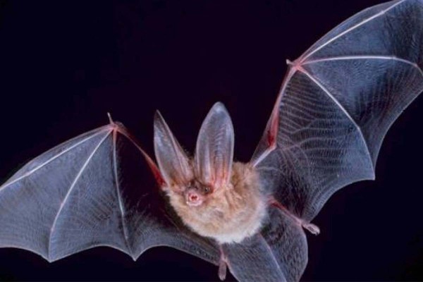 ¿Por qué los virus de los murciélagos siguen infectando a las personas?