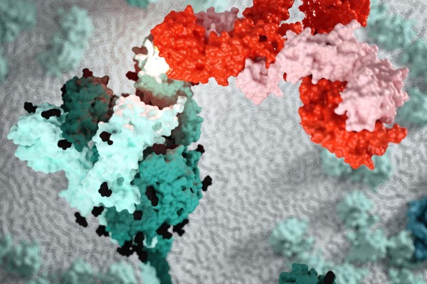 �Pueden las respuestas inmunitarias por s� solas revelar qu� vacunas COVID-19 funcionan mejor?