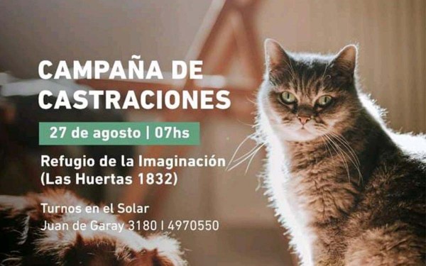 Campa�a de castraciones de animales de compa��a