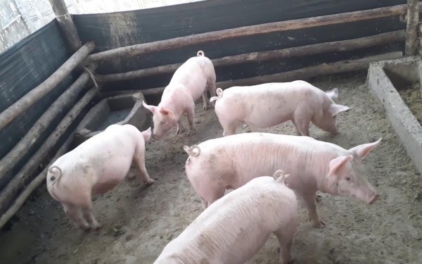 Argentina declar el alerta sanitaria por el avance de la Peste Porcina Africana