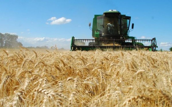 Una resolucin del Ministerio de Agricultura interviene las exportaciones de maz y trigo: qu son los volmenes de equilibrio