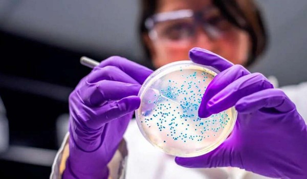 Descubrieron el mecanismo por el cual algunas bacterias sobreviven a los antibiticos