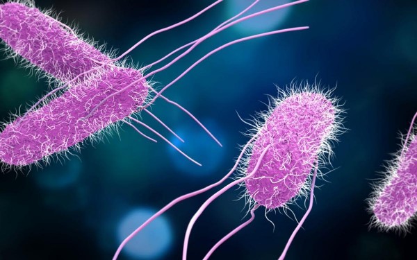 Alerta por salmonella en Salta: el Ministerio de Salud admite que se trata de un problema �end�mico�