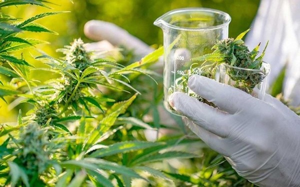 Flextem Biopharma rompe fronteras con innovacin en cannabis para uso medicinal