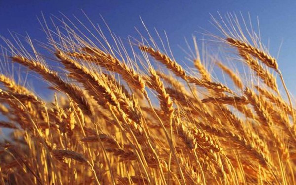 Alivio: estiman una mayor cosecha de trigo y cebada que aportar ms de u$s4.500 millones.