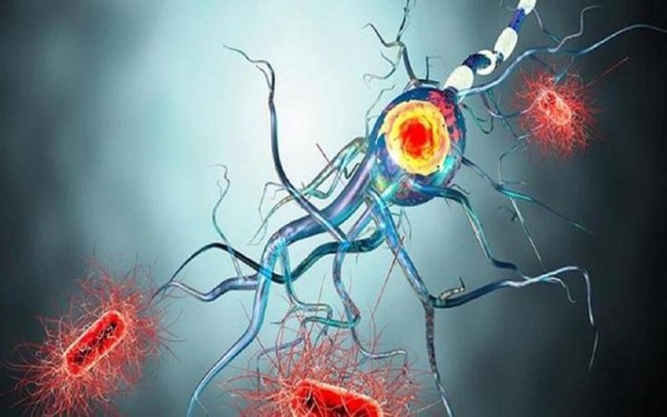 Asocian al virus que provoca la mononucleosis con la causa principal de la esclerosis m�ltiple