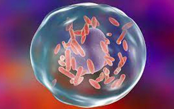 Alertan sobre un brote de �Fiebre Q� en un frigor�fico de Entre R�os