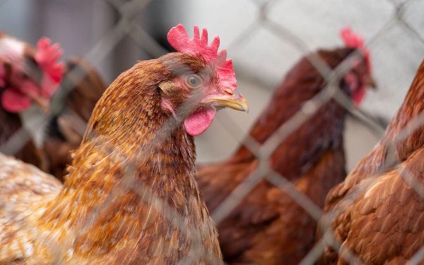 La gripe aviar se propaga a ms estados de Estados Unidos