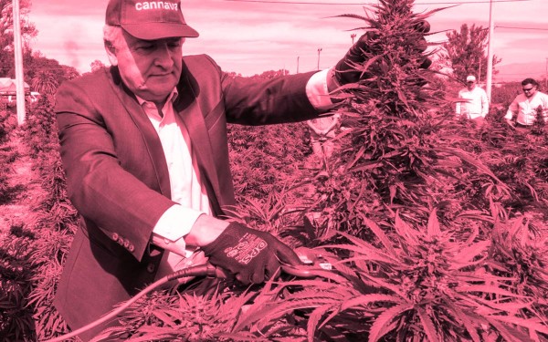 Gerardo Morales inici la cosecha de cannabis 