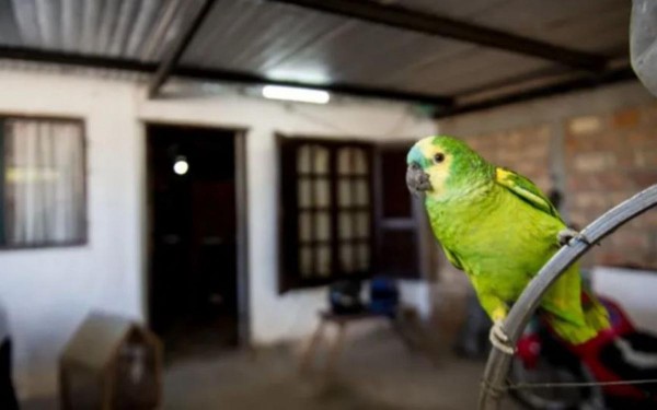 Contagiados por un loro: qué es la psitacosis, el cuadro infeccioso que dejó personas internadas