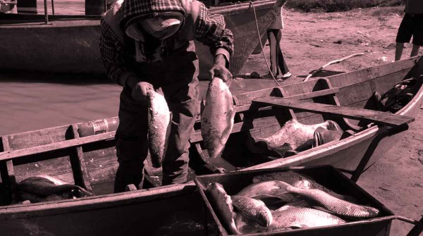 Santa Fe: detectaron la mayor cantidad de agrot�xicos del mundo en los s�balos del r�o Salado