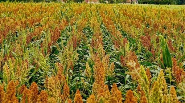 Preocupaci�n en el campo por la falta de gasoil en el inicio de la siembra de ma�z y soja