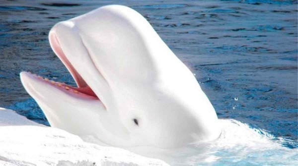 La extraa reaparicin de la ballena espa rusa en las costas de Suecia