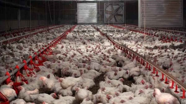 Gripe aviar: el nivel de contagio es indito y la OMS pide prepararse para evitar lo peor