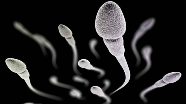 Cules son las razones de la disminucin global del conteo de espermatozoides, segn los especialistas