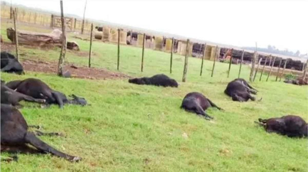 Alerta en Corrientes por la muerte de 240 vacas por nitratos txicos